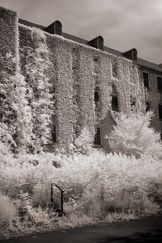 Abandoned Mental Hospital 5 Ivy-cover building at Harlem Valley Psychiatric Hospital, Wingdale, NY  Dave Hickey